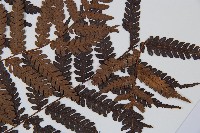 臺灣桫欏藏品圖，第3張