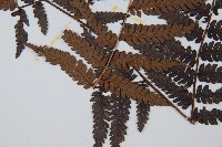 臺灣桫欏藏品圖，第4張