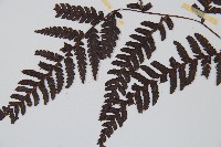 臺灣桫欏藏品圖，第5張