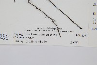 瘤足蕨藏品圖，第2張