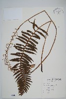 倒葉瘤足蕨藏品圖，第1張