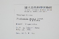 倒葉瘤足蕨藏品圖，第2張