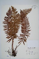 倒葉瘤足蕨藏品圖，第1張