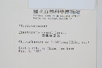 倒葉瘤足蕨藏品圖，第2張