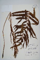 華中瘤足蕨藏品圖，第1張