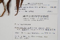 華中瘤足蕨藏品圖，第2張