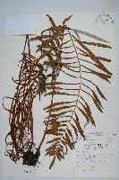 台灣瘤足蕨藏品圖，第1張