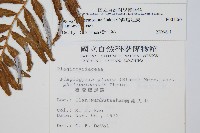 台灣瘤足蕨藏品圖，第2張