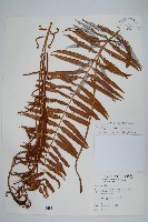 台灣瘤足蕨藏品圖，第1張