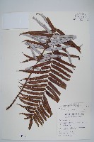 台灣瘤足蕨藏品圖，第1張