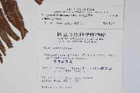 台灣瘤足蕨藏品圖，第2張