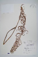 台灣瘤足蕨藏品圖，第1張