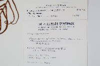 台灣瘤足蕨藏品圖，第2張