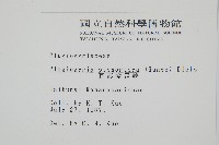 耳形瘤足蕨藏品圖，第2張