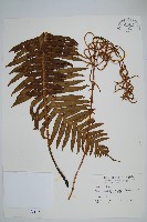 耳形瘤足蕨藏品圖，第1張