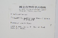 耳形瘤足蕨藏品圖，第2張