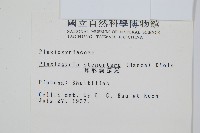 耳形瘤足蕨藏品圖，第2張