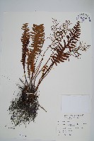 耳形瘤足蕨藏品圖，第1張