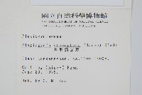 耳形瘤足蕨藏品圖，第2張