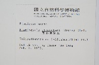 耳形瘤足蕨藏品圖，第2張