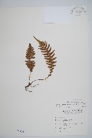 雉尾烏毛蕨藏品圖，第1張