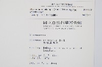 雉尾烏毛蕨藏品圖，第2張