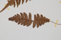 雉尾烏毛蕨藏品圖，第3張