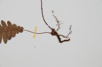 雉尾烏毛蕨藏品圖，第5張