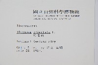 烏毛蕨藏品圖，第2張