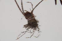 烏毛蕨藏品圖，第3張