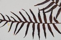 烏毛蕨藏品圖，第4張