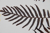 烏毛蕨藏品圖，第5張