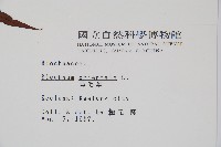 烏毛蕨藏品圖，第2張