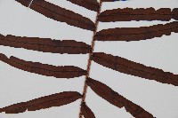 烏毛蕨藏品圖，第3張