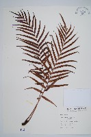 烏毛蕨藏品圖，第1張