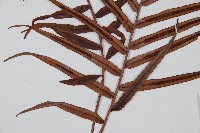 烏毛蕨藏品圖，第3張