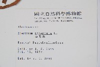 烏毛蕨藏品圖，第2張