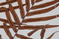 烏毛蕨藏品圖，第3張