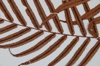 烏毛蕨藏品圖，第4張