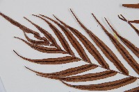 烏毛蕨藏品圖，第5張