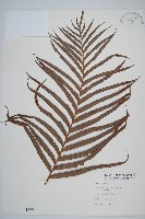 烏毛蕨藏品圖，第1張