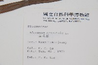 烏毛蕨藏品圖，第2張