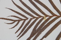 烏毛蕨藏品圖，第5張