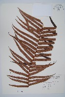 蘇鐵蕨藏品圖，第1張