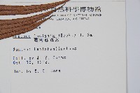 蘇鐵蕨藏品圖，第2張