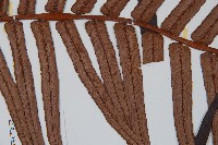 蘇鐵蕨藏品圖，第4張