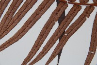 蘇鐵蕨藏品圖，第5張