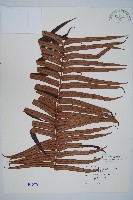 蘇鐵蕨藏品圖，第1張