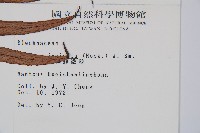 蘇鐵蕨藏品圖，第2張