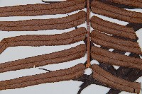 蘇鐵蕨藏品圖，第3張